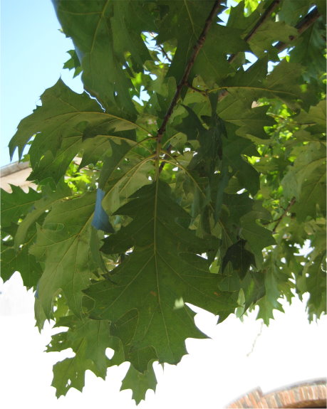 quercia americana.jpg quercia americana.jpg