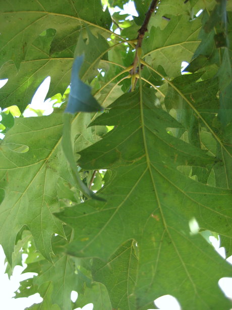 quercia americana 2.jpg quercia americana 2.jpg