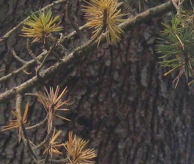 Immagine1.JPG (45.56 KiB) Osservato 843 volte Immagine1.JPG