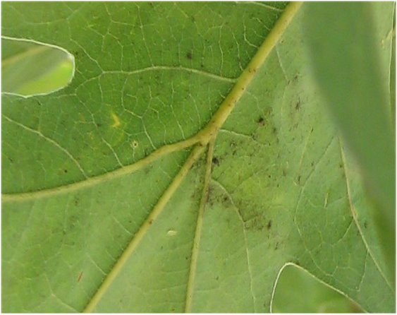 le macchioline nere tipo fumaggine / zoom quercia1.jpg zoom quercia1.jpg
