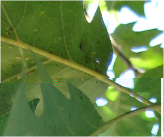 altre macchioline scure e chiare / zoom quercia2.jpg zoom quercia2.jpg