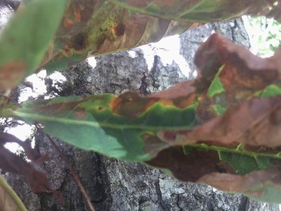 foglia.JPG (50.71 KiB) Osservato 1095 volte foglia.JPG