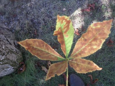 foglia1.JPG (79.83 KiB) Osservato 1095 volte foglia1.JPG