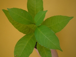 DSC05505.JPG DSC05505.JPG