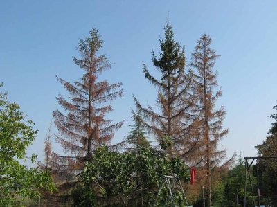 abeti rossi.JPG (136.55 KiB) Osservato 2986 volte abeti rossi.JPG