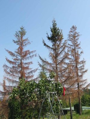 abeti rossi 1.JPG (166.3 KiB) Osservato 2986 volte abeti rossi 1.JPG