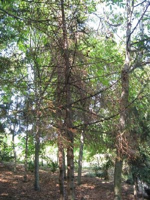 abete rosso.JPG (266.82 KiB) Osservato 2986 volte abete rosso.JPG