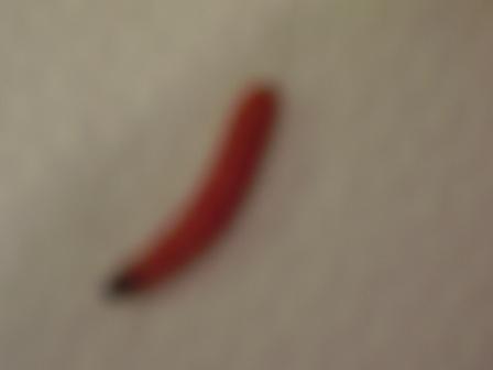 Copia di 20090913_03Rodilegno rosso .JPG Copia di 20090913_03Rodilegno rosso .JPG