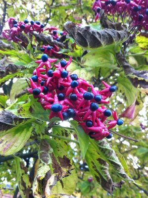 foto 3-1.jpg (117.6 KiB) Osservato 766 volte foto 3-1.jpg