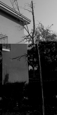 tiglio4.jpg (93.3 KiB) Osservato 1116 volte tiglio4.jpg