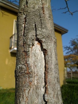 SAM_0120 2.jpg (116.52 KiB) Osservato 1095 volte SAM_0120 2.jpg