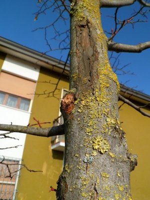 SAM_0118 1.jpg (113.55 KiB) Osservato 1095 volte SAM_0118 1.jpg