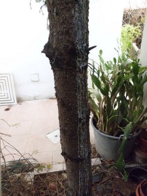 A1.JPG (71.6 KiB) Osservato 796 volte A1.JPG