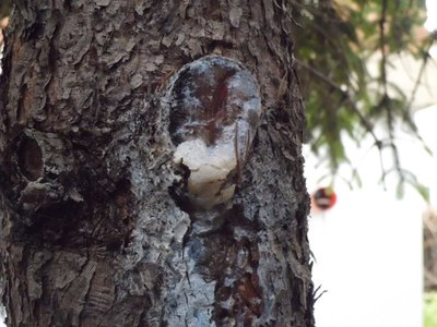 A 4.JPG (109.51 KiB) Osservato 760 volte A 4.JPG