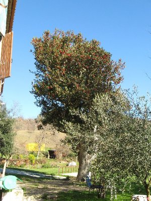 IMG_0119.JPG (237.25 KiB) Osservato 801 volte IMG_0119.JPG