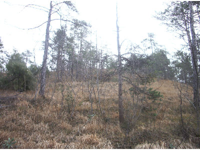 gino.jpg (130.43 KiB) Osservato 11791 volte gino.jpg