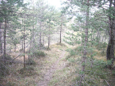 gino2.jpg (175.24 KiB) Osservato 11790 volte gino2.jpg