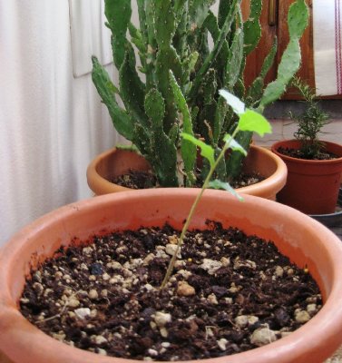 Roverella travasata.JPG (176.9 KiB) Osservato 4300 volte Roverella travasata.JPG