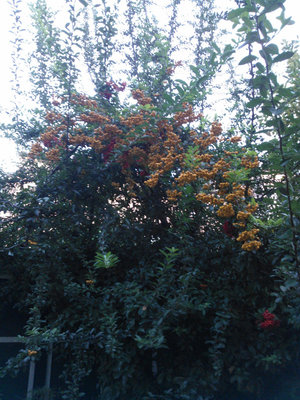 WP_000087P.jpg (395.23 KiB) Osservato 867 volte WP_000087P.jpg