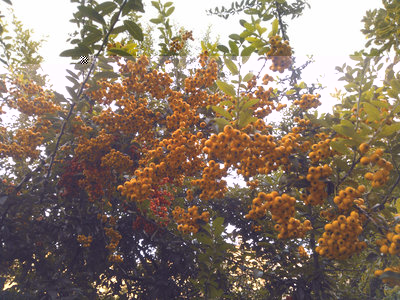 WP_000088P.jpg (399.15 KiB) Osservato 867 volte WP_000088P.jpg