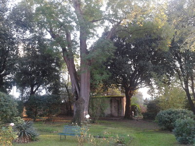 Veduta generale del giardino, con ben visibile la centrale Sophora japonica / 2012-10-22 17.23.13.jpg 2012-10-22 17.23.13.jpg