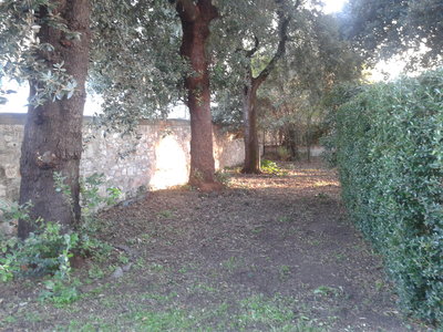 I lecci lungo il muro di confine. Ultimamente, dopo i lavori alla strada, sono un po' sofferenti... / 2012-10-22 17.24.12.jpg 2012-10-22 17.24.12.jpg