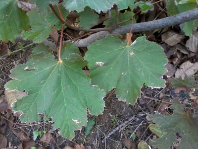 acero foto 2.jpg acero foto 2.jpg