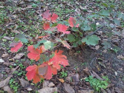 acero foto 3.jpg acero foto 3.jpg