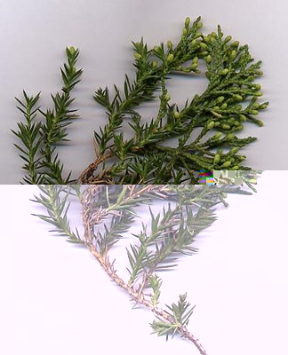 Juniperus chinensis stricta / Jun_chin_stricta.jpg Jun_chin_stricta.jpg