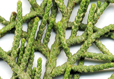 Cupressus sempervirens / cipresso.jpg cipresso.jpg