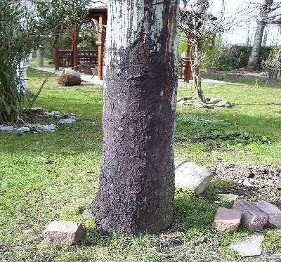 100_1058.jpg (272.9 KiB) Osservato 1274 volte 100_1058.jpg