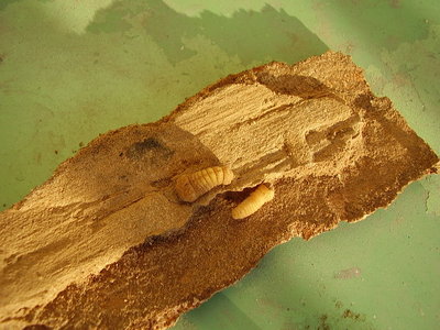 20100313_02.JPG (127.37 KiB) Osservato 1140 volte 20100313_02.JPG