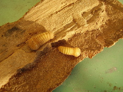 20100313_03.JPG (122.78 KiB) Osservato 1140 volte 20100313_03.JPG