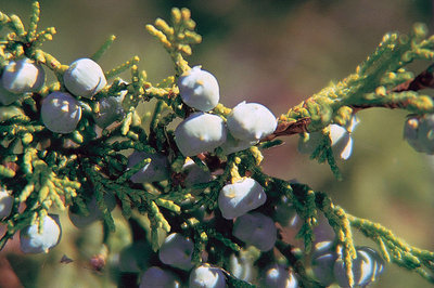 800px-Juniperus_scopulorum_berries.jpg (120.98 KiB) Osservato 818 volte 800px-Juniperus_scopulorum_berries.jpg
