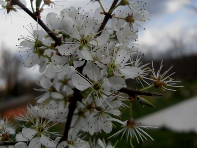 SDC11237.JPG (49.83 KiB) Osservato 2483 volte SDC11237.JPG