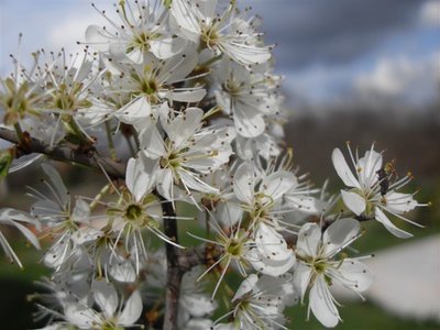 SDC11240.JPG (57.33 KiB) Osservato 2483 volte SDC11240.JPG