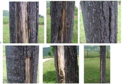 Foto distacco corteccia tigli. / Tigli.JPG Tigli.JPG