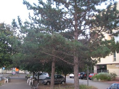 IMG_3989.jpg (92.73 KiB) Osservato 1158 volte IMG_3989.jpg