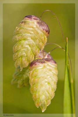 922107_574759299212983_835736373_o.jpg (60.95 KiB) Osservato 919 volte 922107_574759299212983_835736373_o.jpg