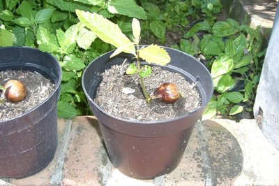 Piantine di castagno. / castagna.JPG castagna.JPG