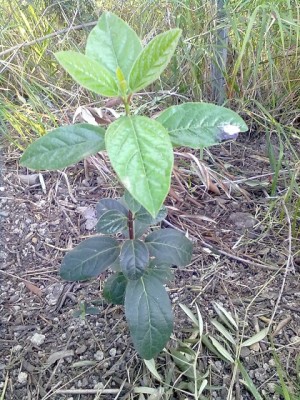 25022014745 - Copia.jpg (180.66 KiB) Osservato 736 volte 25022014745 - Copia.jpg