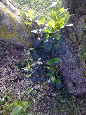 25022014744 - Copia.jpg (157.98 KiB) Osservato 736 volte 25022014744 - Copia.jpg