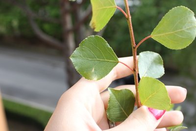 pioppo2.JPG (125.27 KiB) Osservato 930 volte pioppo2.JPG