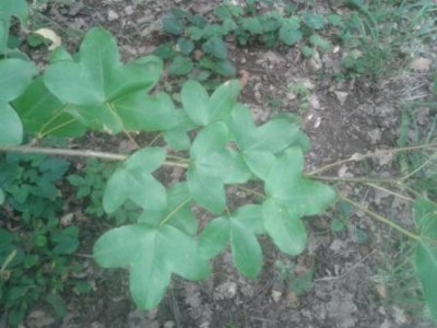 3.jpg (33.37 KiB) Osservato 758 volte 3.jpg