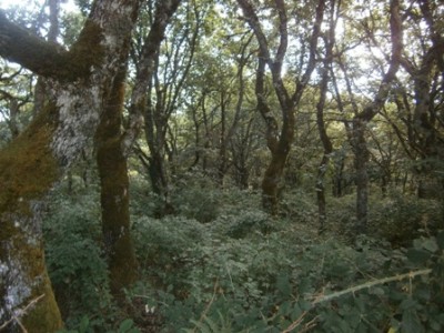 Foto4 / SaMenta Rid.jpg SaMenta Rid.jpg