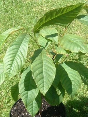 Asimina (foto Google) / 3e06fa.jpg 3e06fa.jpg