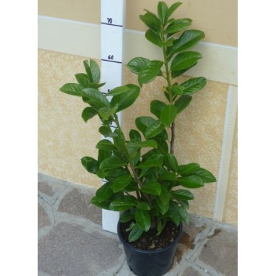 Lauroceraso / lauro-prunus-laurocerasus-caucasica-v18.jpg lauro-prunus-laurocerasus-caucasica-v18.jpg