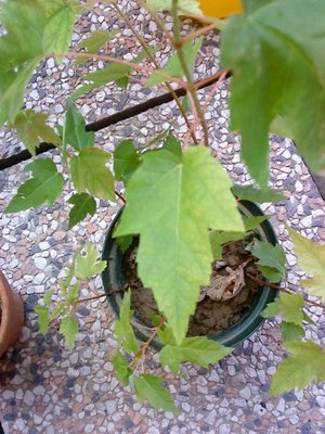 foto numero uno / DSC00160.JPG DSC00160.JPG