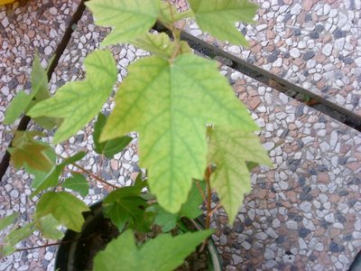 DSC00161.JPG (134.84 KiB) Osservato 755 volte DSC00161.JPG