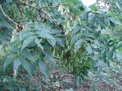 pianta.JPG (217.46 KiB) Osservato 795 volte pianta.JPG